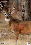 B/c Target Pregame 16.5"x24" - Whitetail Deer Target 3-targts