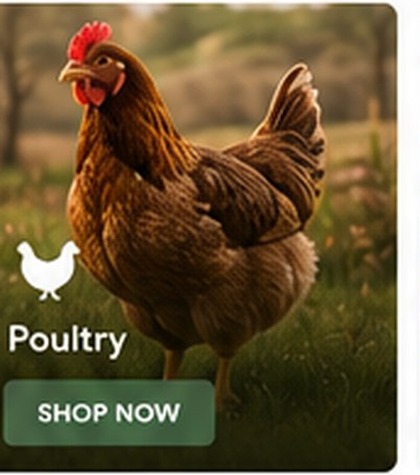 Poultry