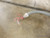 GROEN ELECTRICAL 30 GAL TILT SKILLET NO MANUFACTURER WARRANTY