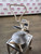 New! Proluxe Electric PP1818 Pizza Dough Press MF 2023