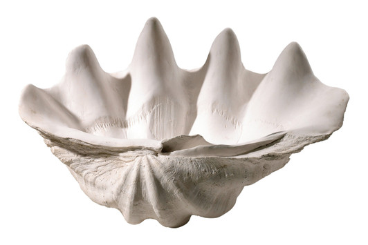 Clam Shell Bowl