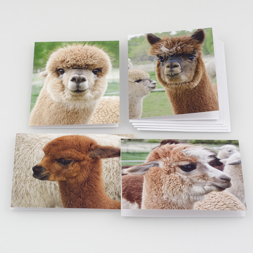 Alpaca Note Card Set at  The Loopy Ewe