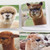 Alpaca Note Card Set