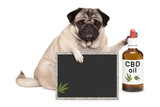 How Does CBD Works For Dogs?