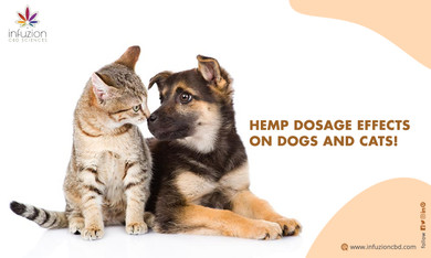 Hemp Dosage Effects on Dogs And Cats