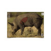 Birchwood Casey Pregame 16.5x24 Boar Target 3 Pack