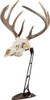 Allen Ez Mount Centerpiece - Skull Stand Brown
