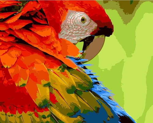 Colourful Parrot Colourful Parrot