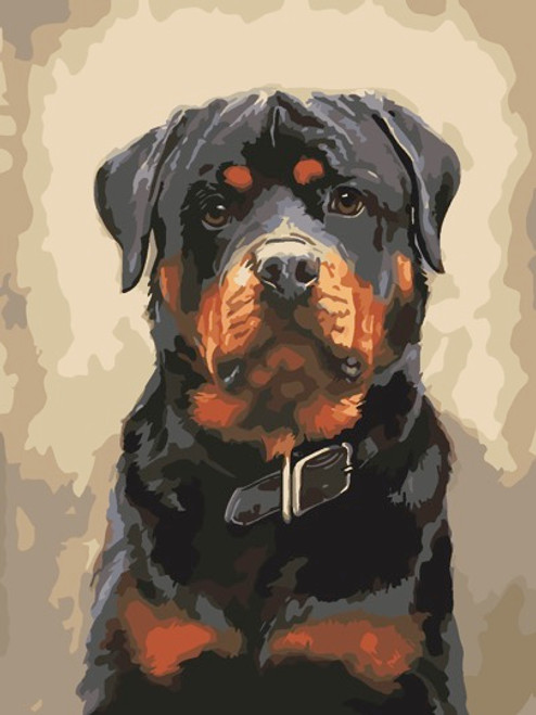 Rottweiler Paint by Numbers 40x50cm Kit Rottweiler Paint by Numbers 40x50cm Kit