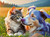 Border Collie and Cat Buddy Border Collie and Cat Buddy