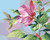Hummingbird Hummingbird