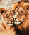 Lions Couple Lions Couple