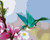 Hummingbird and Flower Hummingbird and Flower