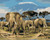 Elephant Herd Elephant Herd
