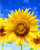 Blue Sky and Sunflowers Blue Sky and Sunflowers
