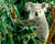 Koala Koala