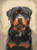 Rottweiler Paint by Numbers 40x50cm Kit Rottweiler Paint by Numbers 40x50cm Kit
