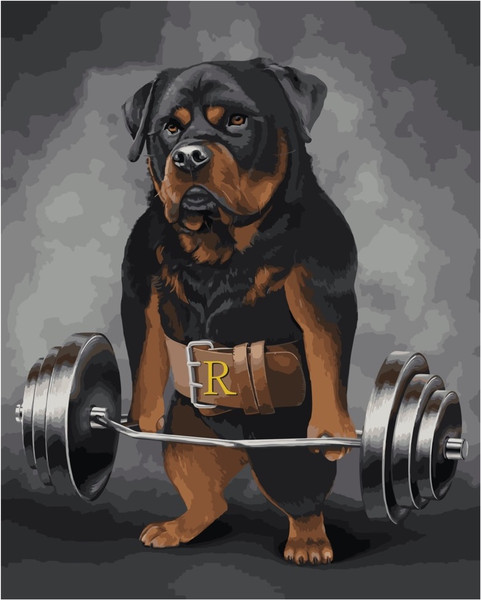 Weight Lifter Rottweiler Paint by Numbers Weight Lifter Rottweiler Paint by Numbers