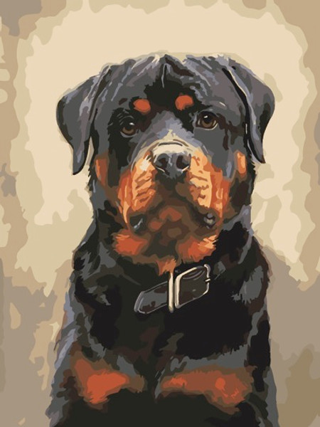 Rottweiler Paint by Numbers 40x50cm Kit Rottweiler Paint by Numbers 40x50cm Kit