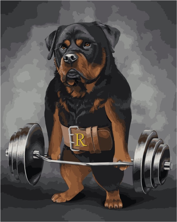 Weight Lifter Rottweiler Paint by Numbers