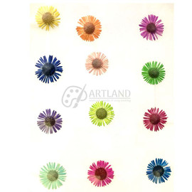 Multicolour Pressed Dry Ashter Flowers
