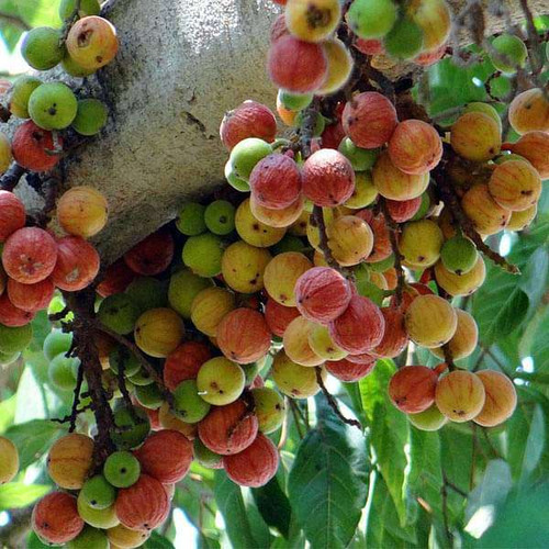 Ficus Racemosa, Gular - 0.5 kg Seeds