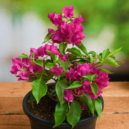 Bougainvillea - Plant