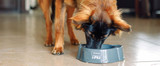 Hundefoder: 8 vigtige fordele ved protein