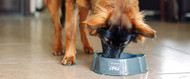 Hundefoder: 8 vigtige fordele ved protein