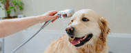 Dyrlægens guide til vask og valg af hundeshampoo