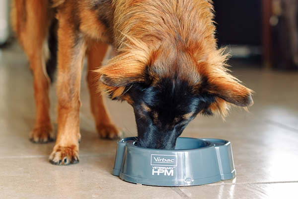 VELSMAGENDE FODER TIL HUND