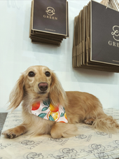 Small Over the Collar Pet Bandana