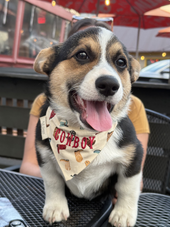 Small Over the Collar Pet Bandana