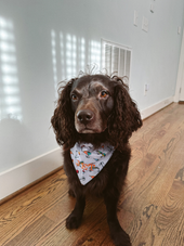 Medium Over the Collar Pet Bandana