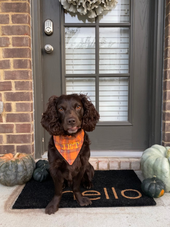 Medium Over the Collar Pet Bandana