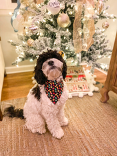 Medium Over the Collar Pet Bandana