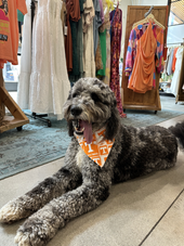 Large Over the Collar Pet Bandana