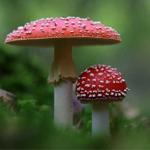 Functional mushrooms — Perham MN herb shop