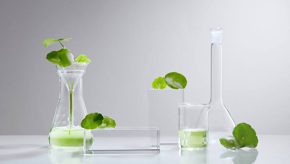 Centella vs Heartleaf: Which K-Beauty Ingredient Is Right for Your Skin?