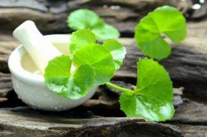 What is Cica & How to Add It to Your Skin Care