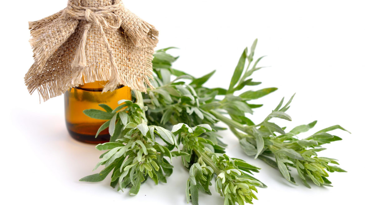 What is Mugwort & How It Helps with Skincare