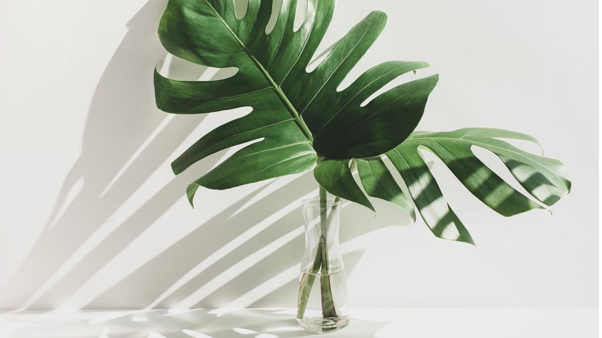 Earth Day: Sustainability at Skinsider