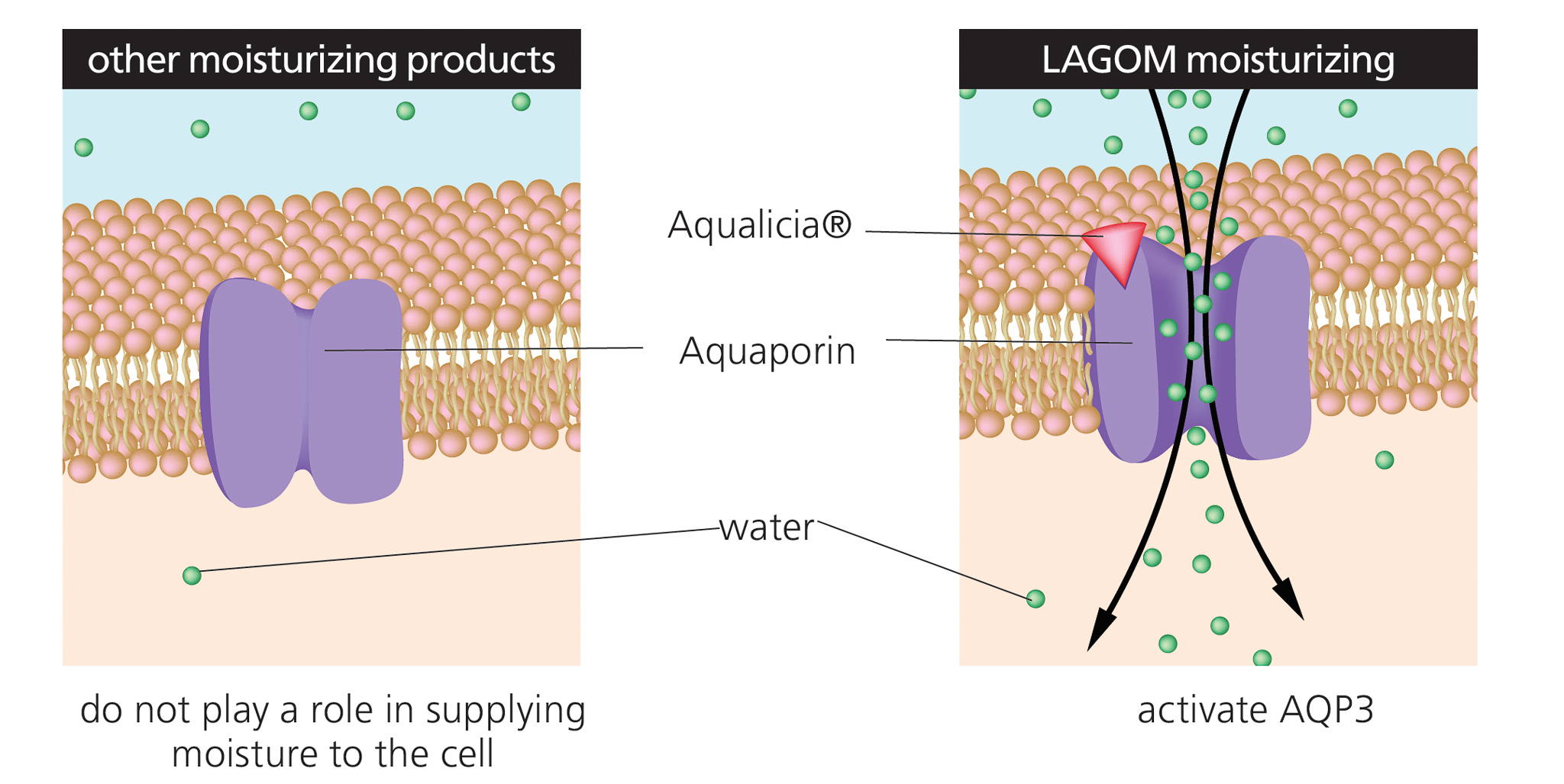 Korean skincare Aqualicia technology in Lagom cosmetics