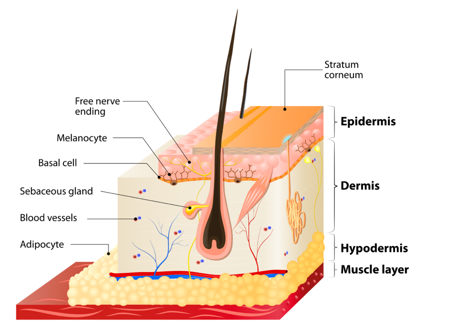 Chemical Peel Skin Layers