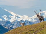 10 Facts About Denali