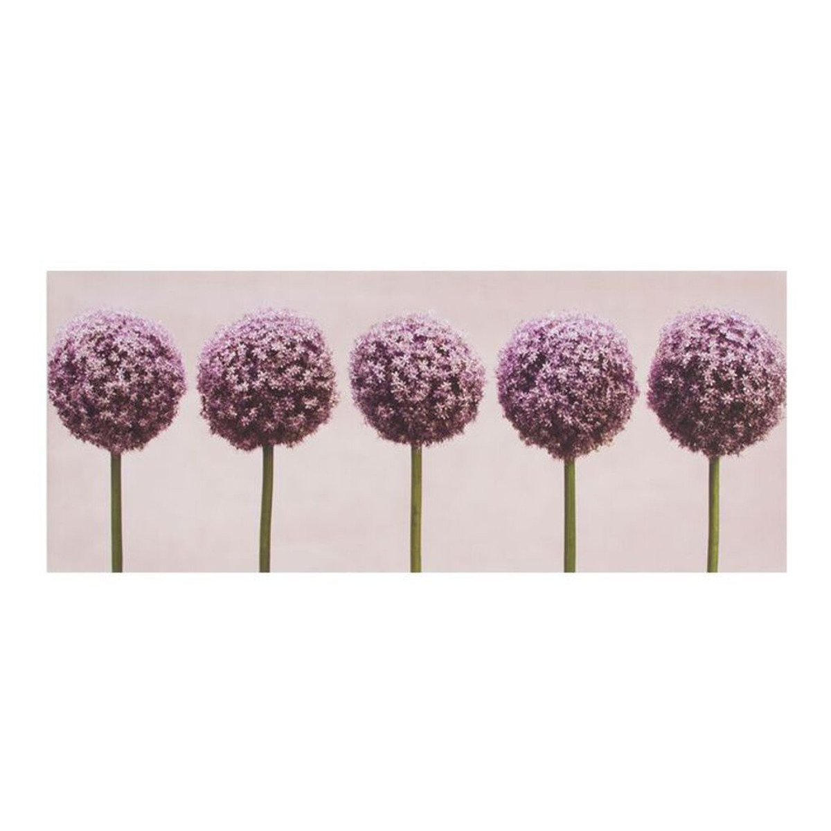 Row Of Alliums Printed Canvas