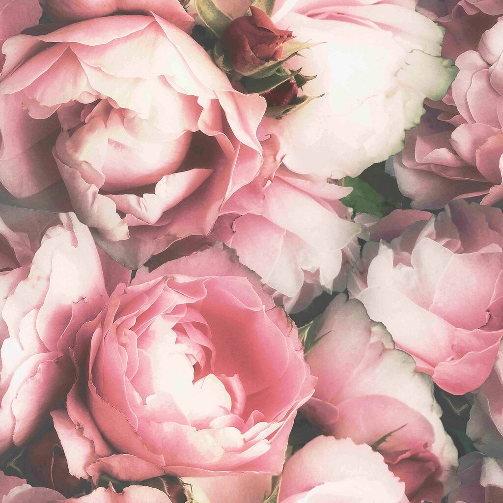 Blossom Pink Wallpaper