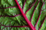 Red Spinach - Nature's Premier Nitric Oxide Booster