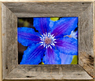 Frames in bloom 