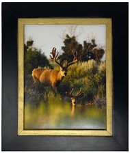 Summer Frames 